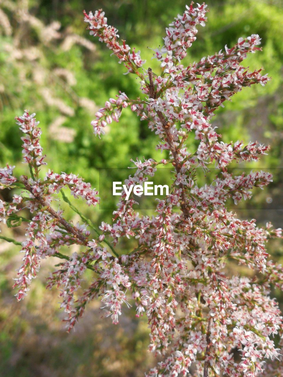 CLOSE-UP OF FRESH PINK FLOWERING PLANTS