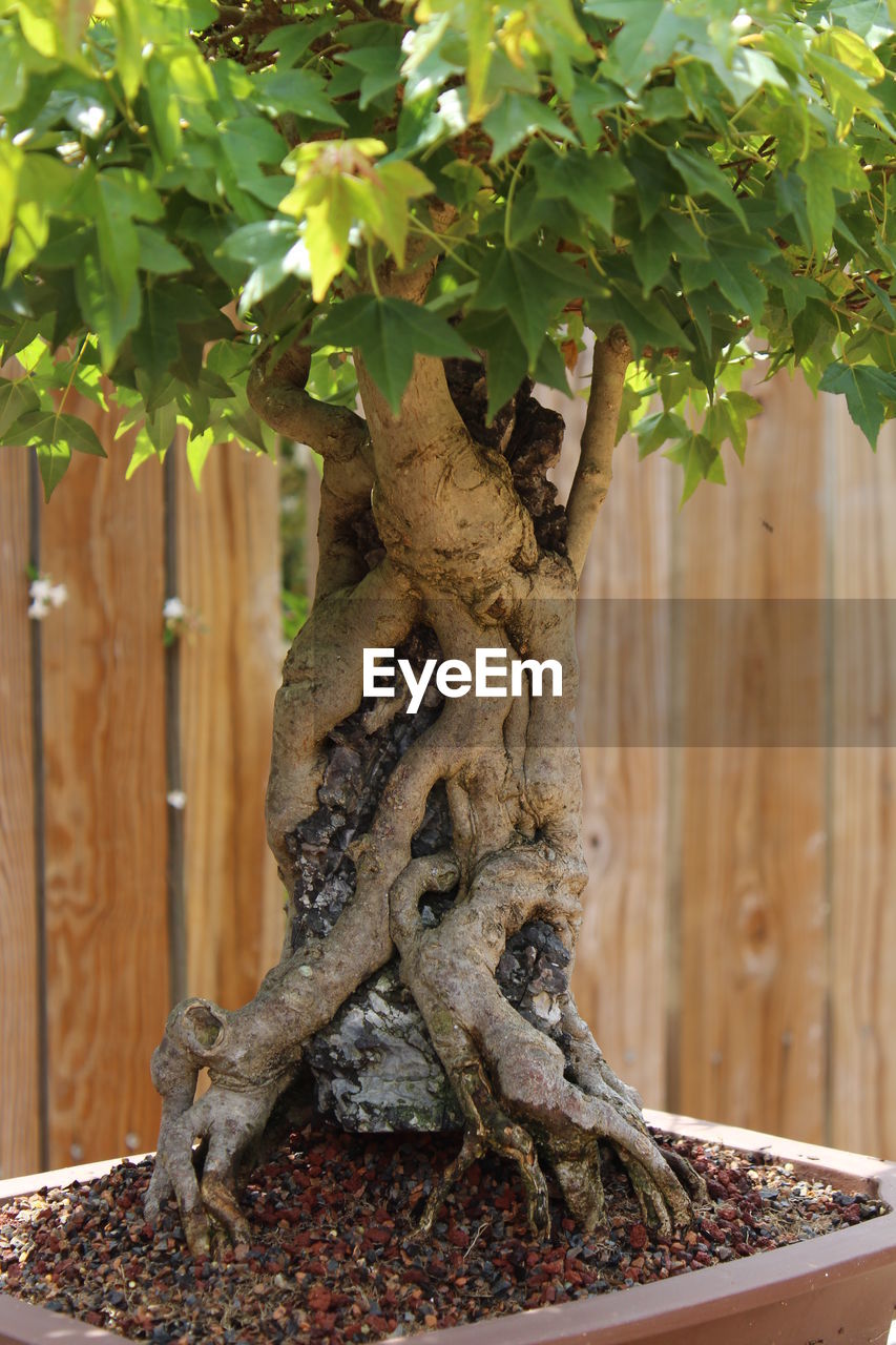 Close-up of tree trunk