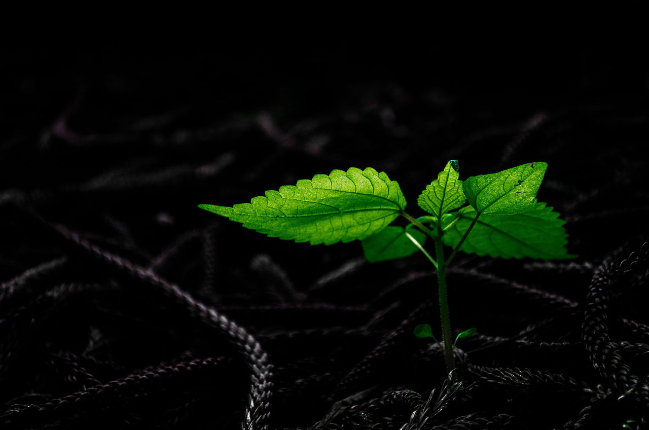 Plant growing amidst dry leaves