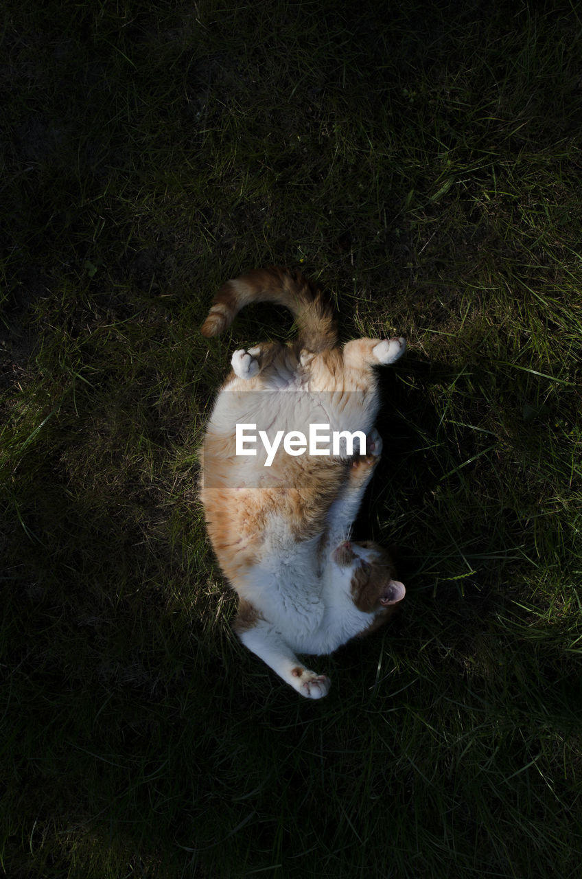 HIGH ANGLE VIEW OF CAT ON GRASS FIELD