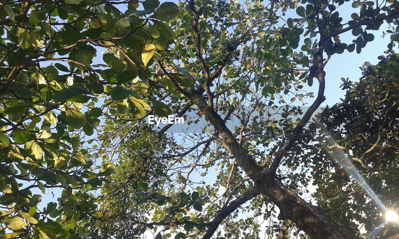 LOW ANGLE VIEW OF TREES AGAINST SKY