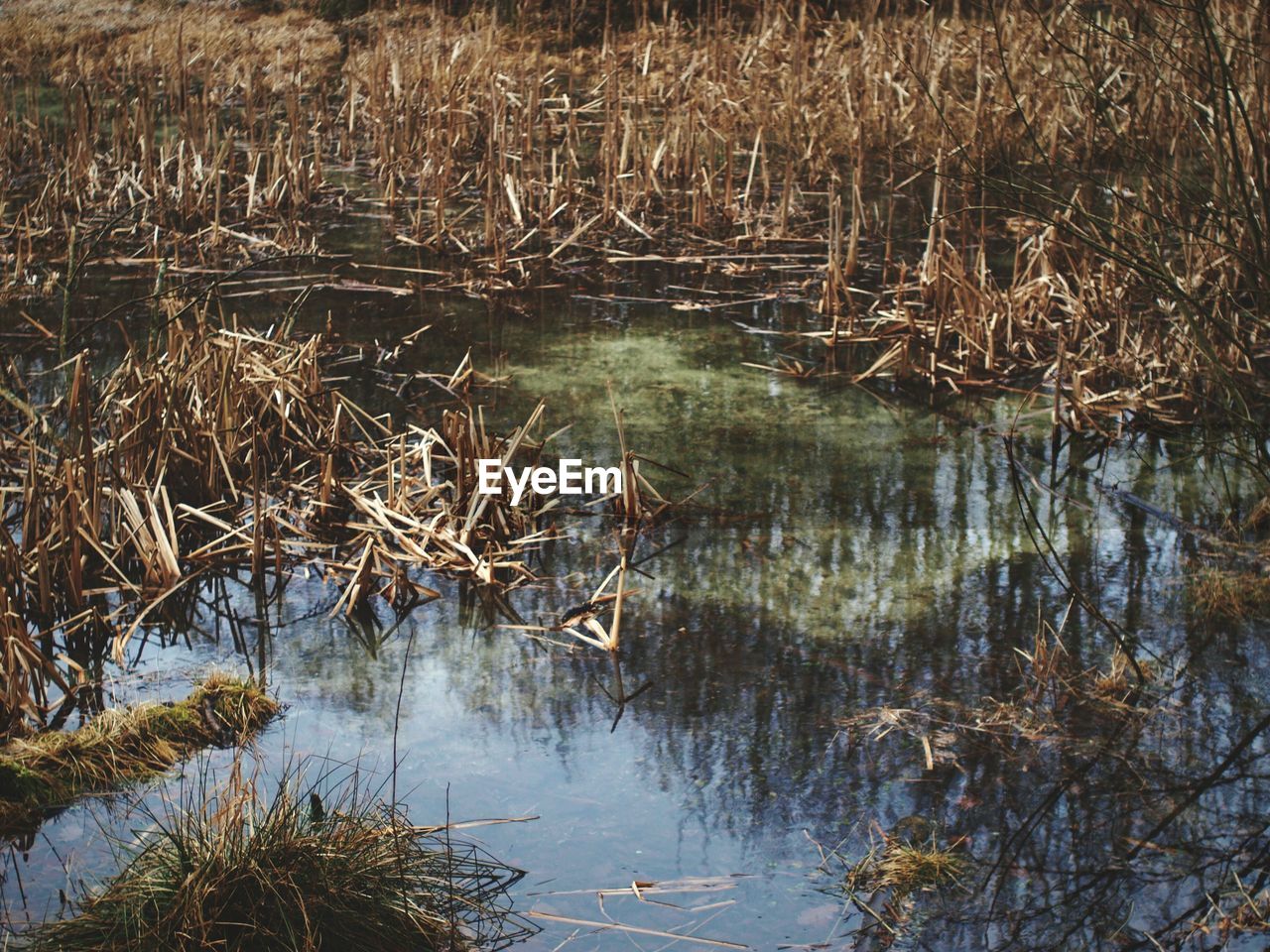 REFLECTION OF TREES IN WATER