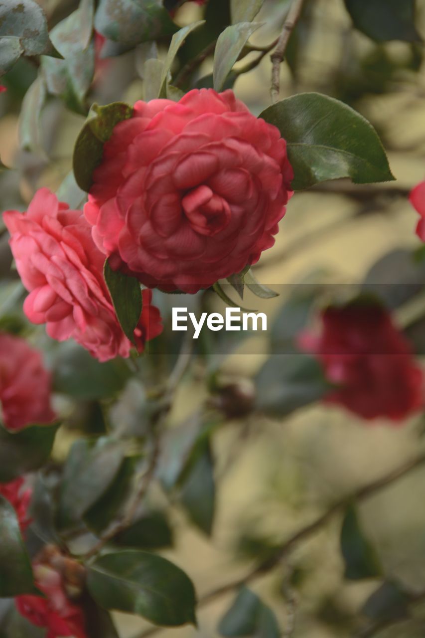 Close-up of red rose flower