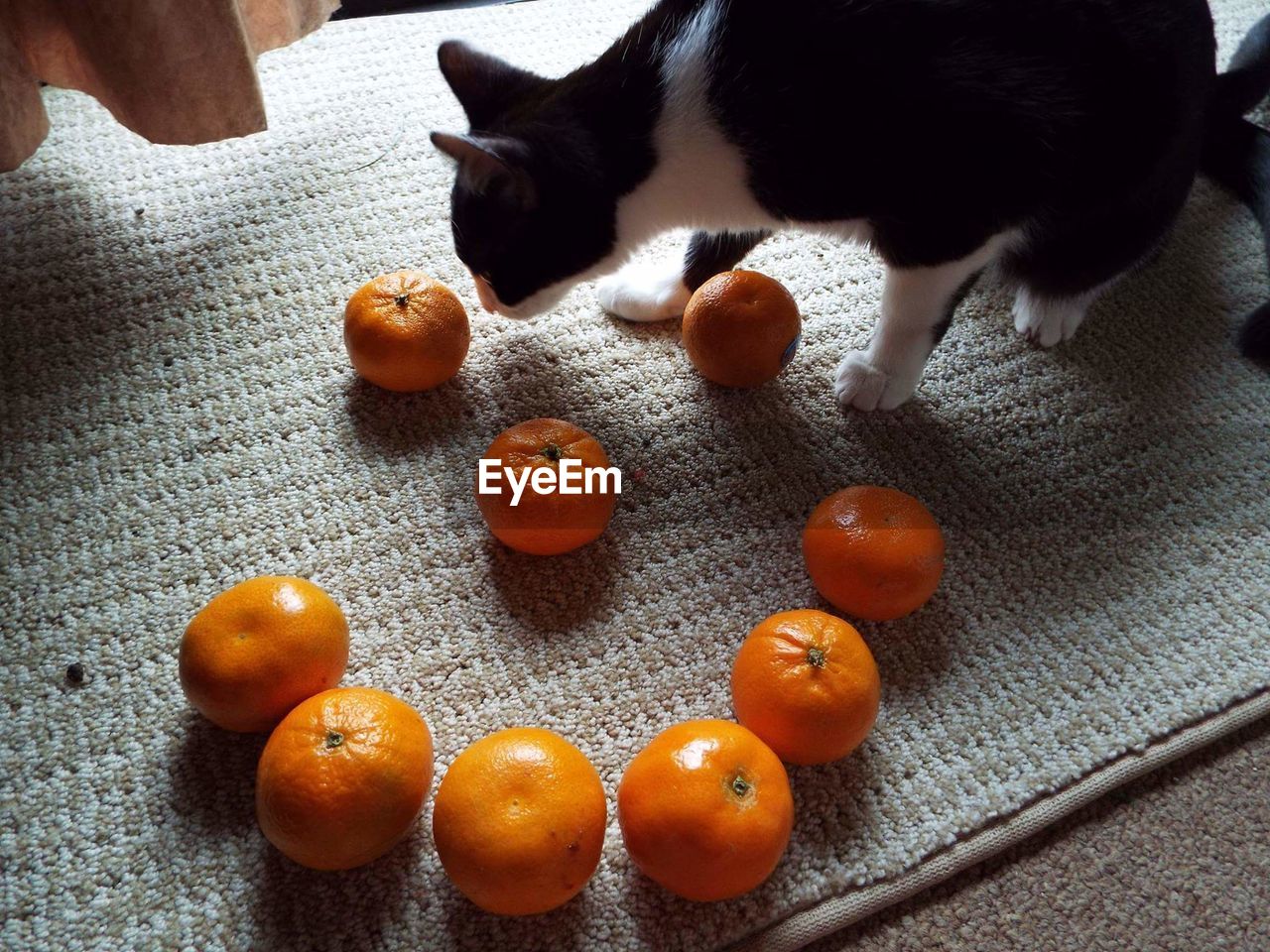 HIGH ANGLE VIEW OF CAT IN PLATE