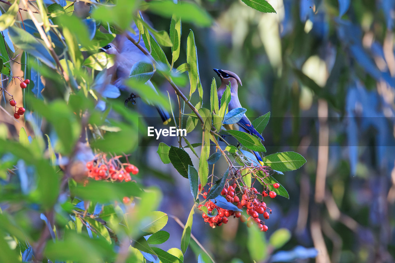 plant, food and drink, food, nature, leaf, plant part, tree, growth, flower, fruit, healthy eating, branch, beauty in nature, freshness, no people, berry, outdoors, produce, flowering plant, blossom, green, day, shrub, close-up, land, environment, blue, landscape, agriculture, red, focus on foreground, summer