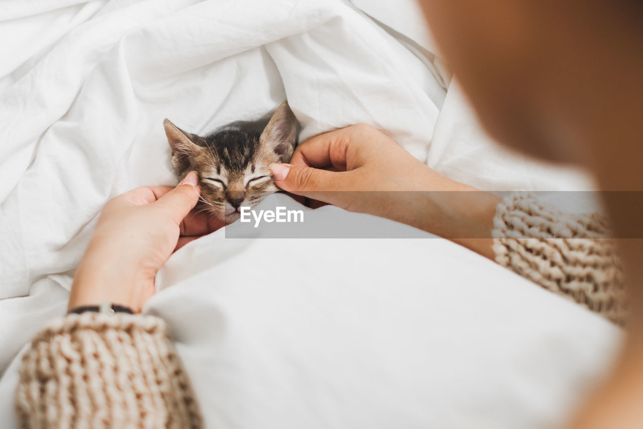 Cropped hands of woman touching kitten sleeping on bed at home