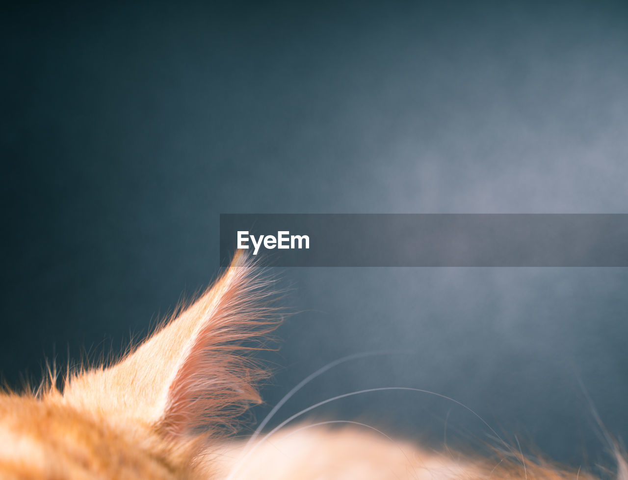 Close-up of ginger cat ear on chalkboard background