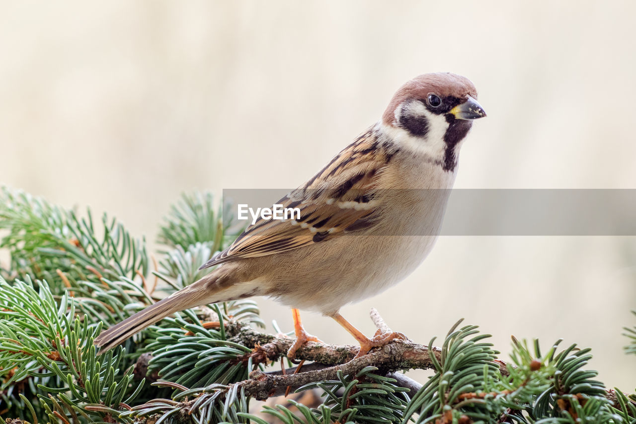 CLOSE-UP OF BIRD PERCHING ON WOOD