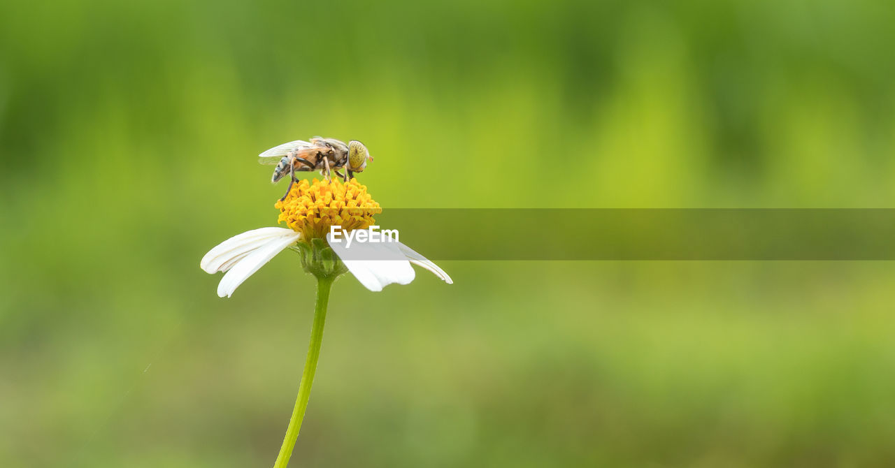 Close up image of hover fly playing around daisy flower alone