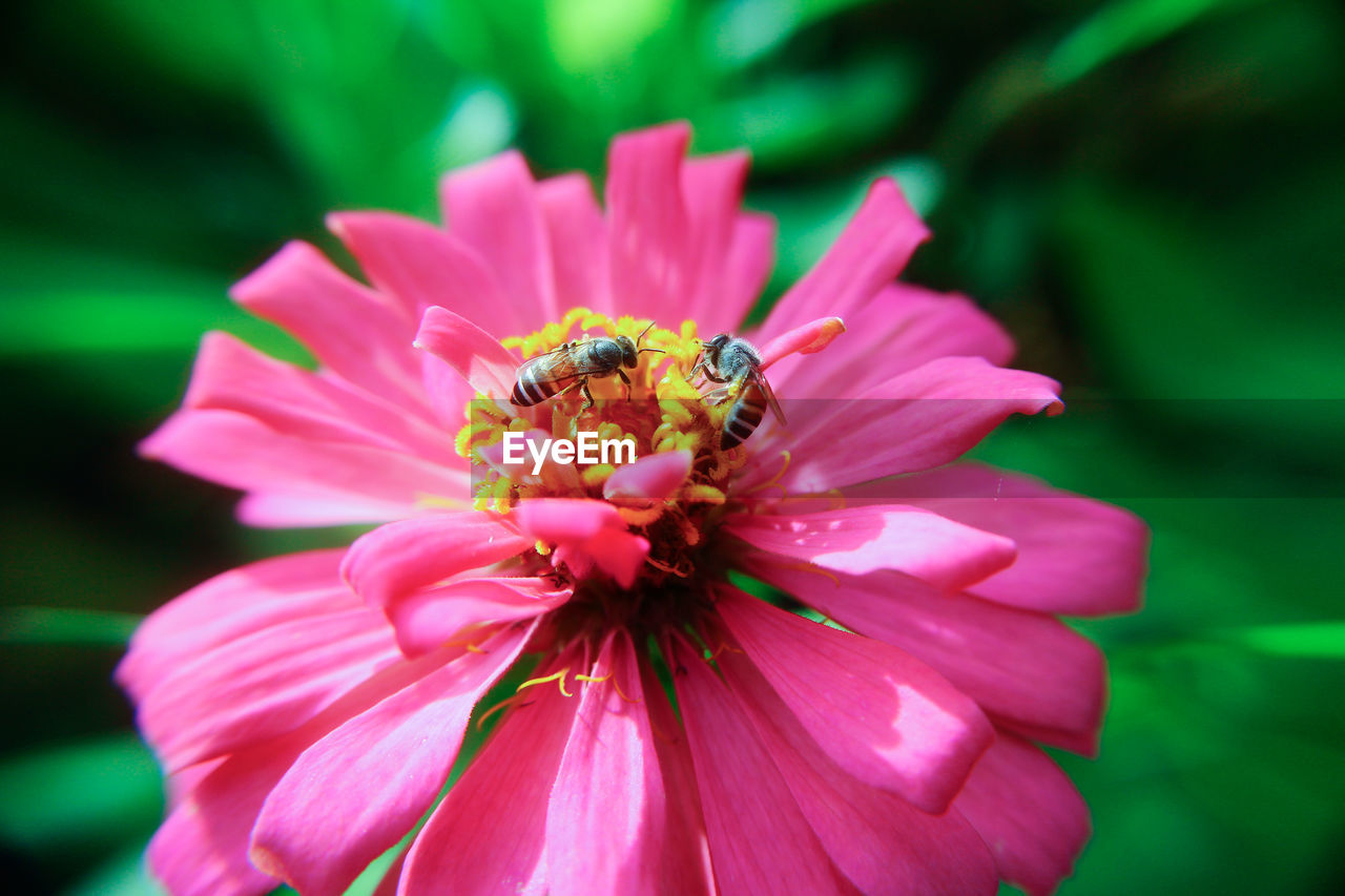 CLOSE-UP OF BEE ON PINK FLOWER