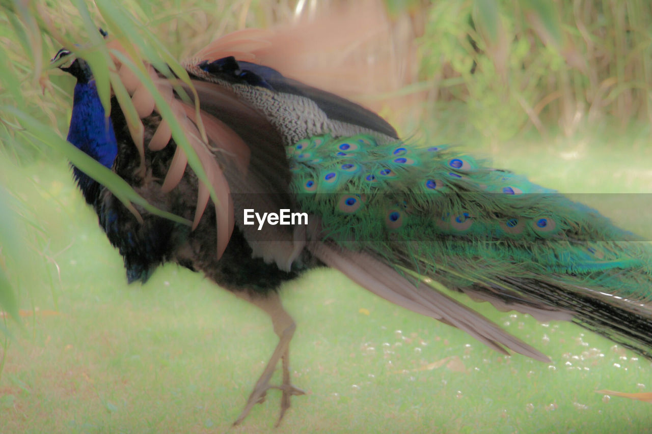 CLOSE-UP OF MULTI COLORED BIRD