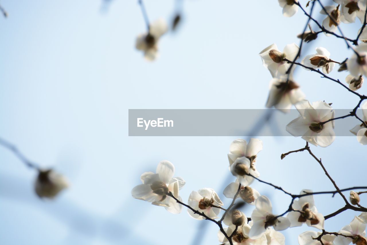 LOW ANGLE VIEW OF WHITE FLOWERS BLOOMING IN PARK