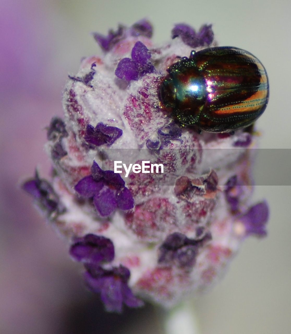 Close-up of bug on flower