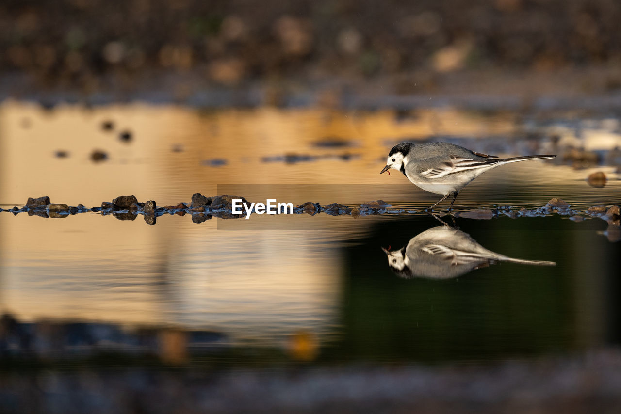 Wagtail hunting in a puddle...