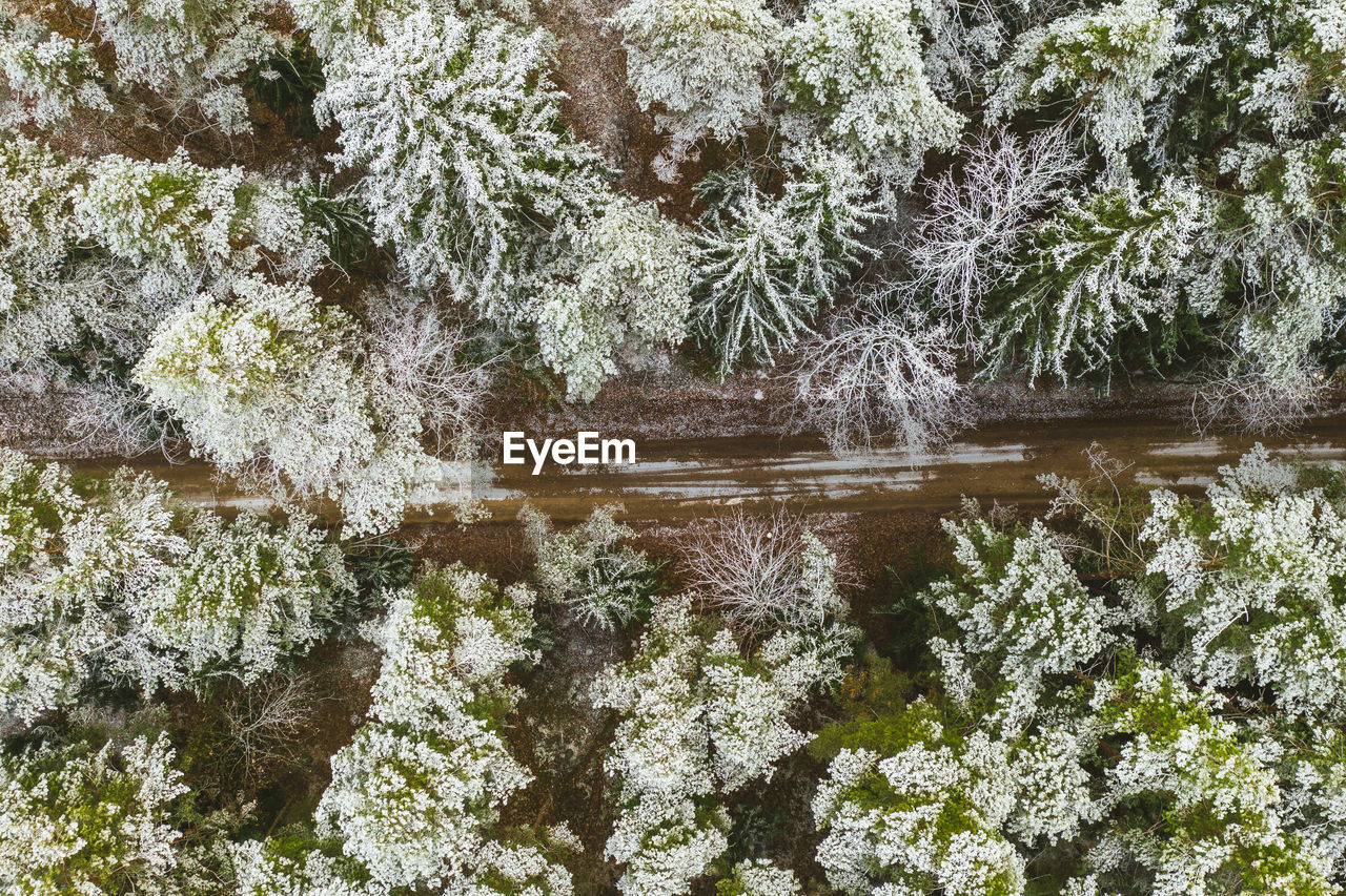 High angle view of trees growing in forest during winter