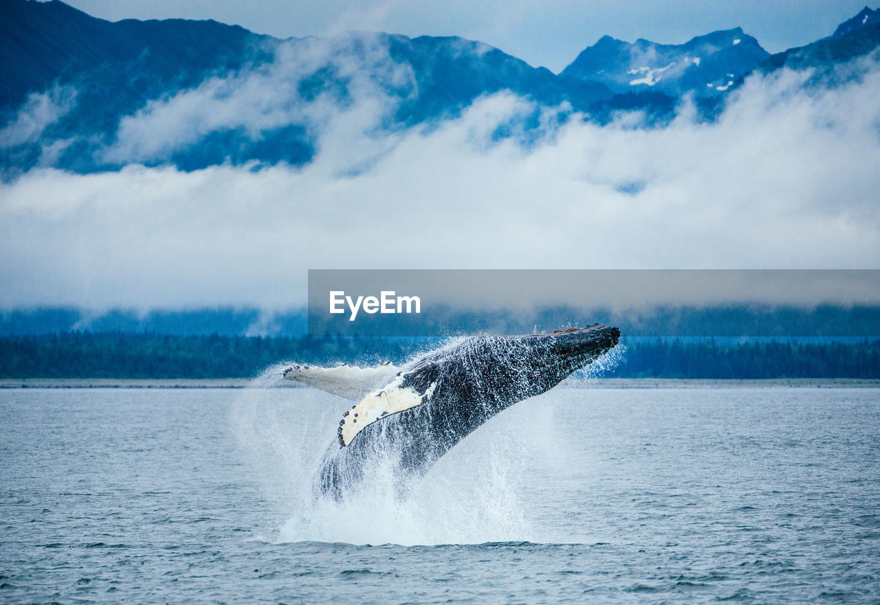 Adolescent humpack whale breaches in alaska with snowy peaks behind