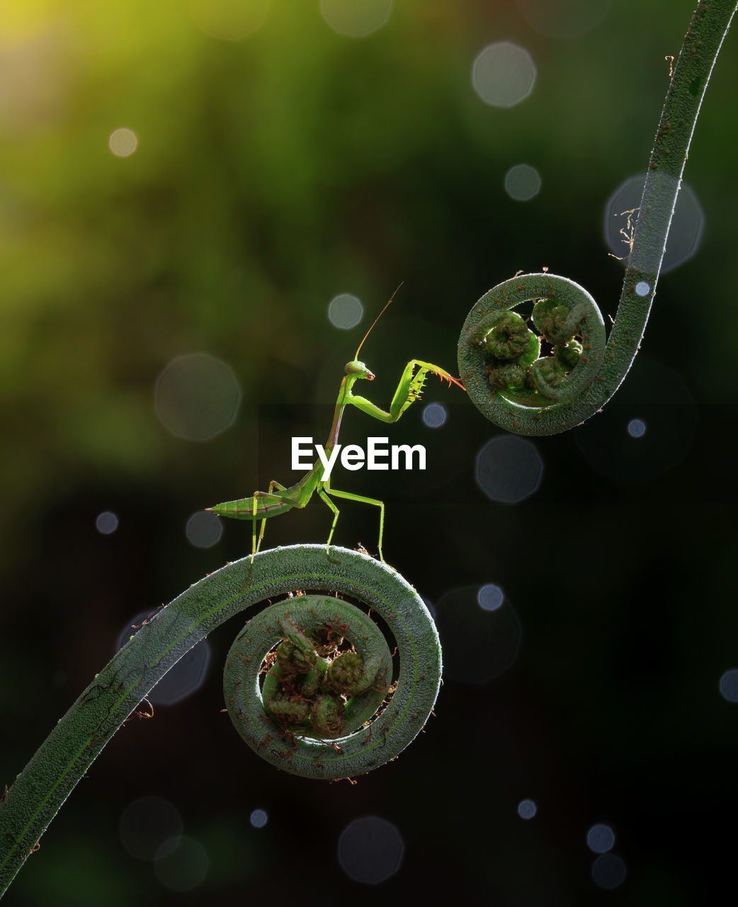 Close-up of grasshopper on fern plant