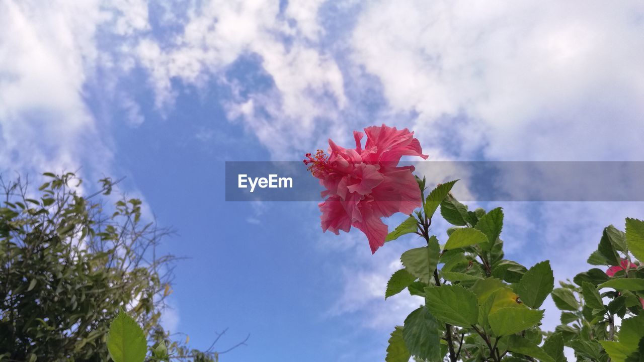 LOW ANGLE VIEW OF RED FLOWERS BLOOMING AGAINST SKY