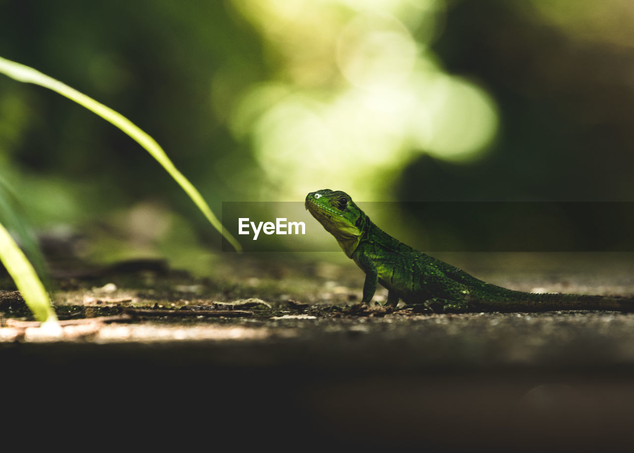 Close-up of lizard on field