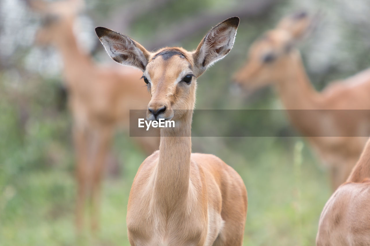 Close-up of deer standing in forest