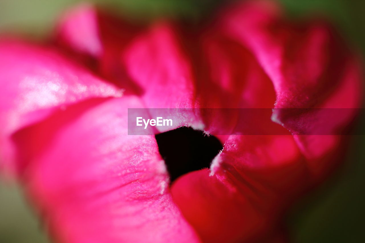 CLOSE-UP OF PINK FLOWER BLOOMING