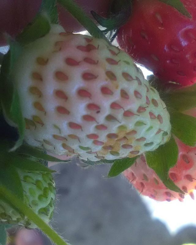 CLOSE-UP OF PLANT