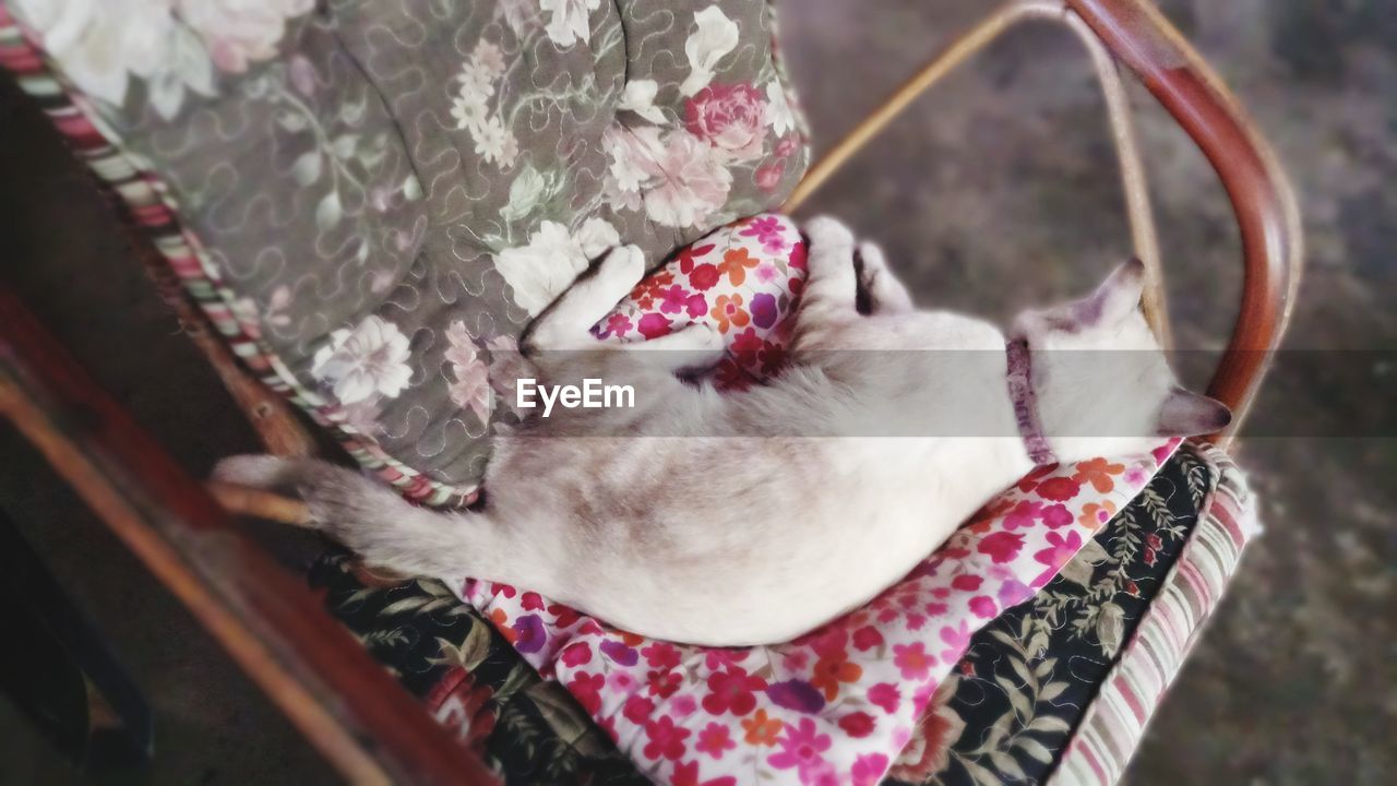 HIGH ANGLE VIEW OF CAT SLEEPING ON PINK FLOOR