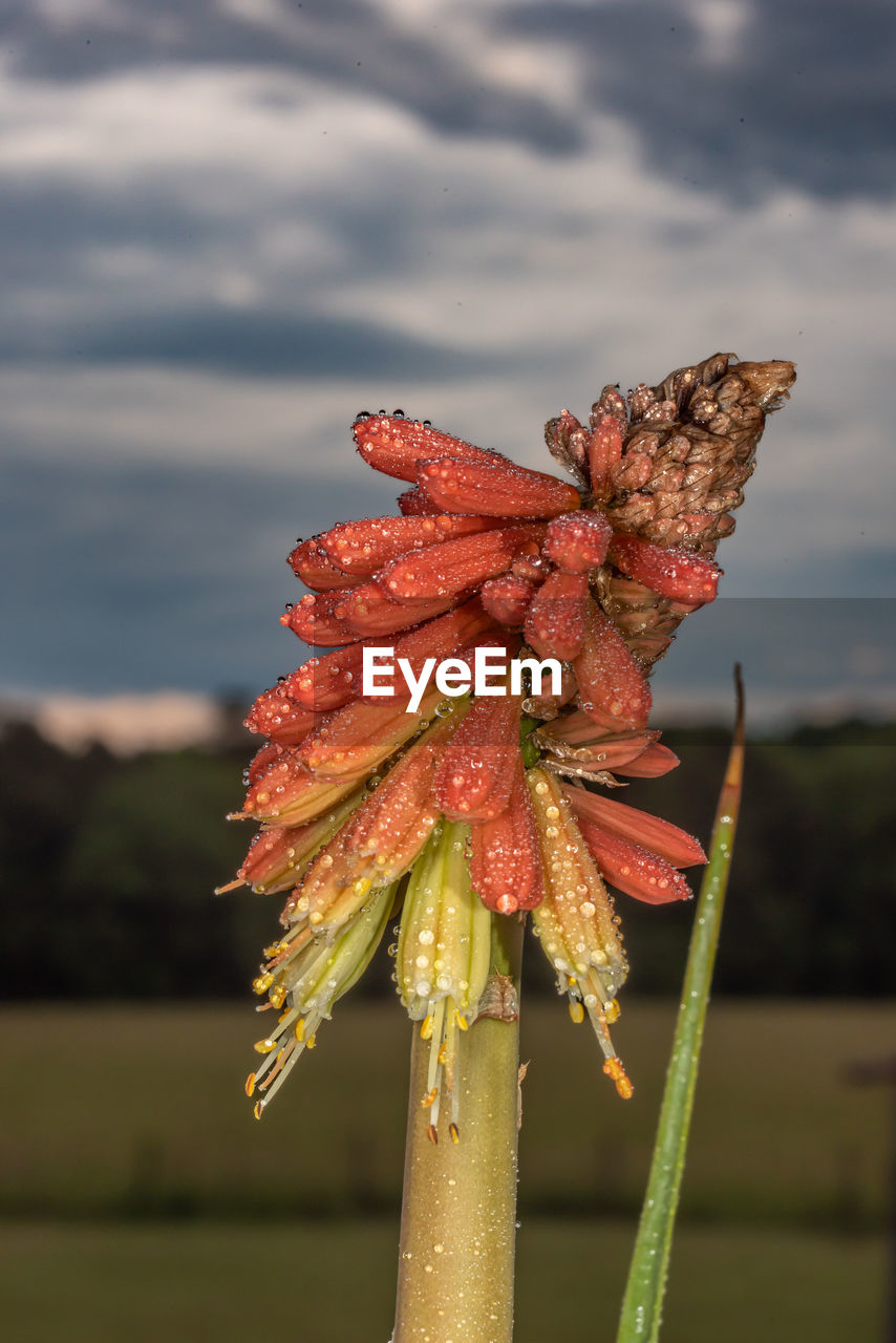 nature, leaf, flower, macro photography, tree, beauty in nature, plant, sky, focus on foreground, cloud, close-up, autumn, no people, outdoors, day, flowering plant, red, yellow, environment, plant stem, land, water, tranquility, fragility, freshness, green, sunlight