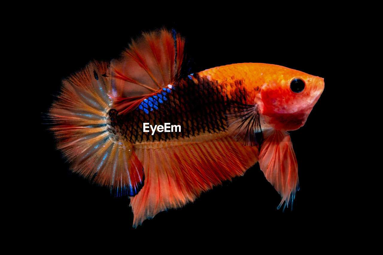 CLOSE-UP OF FISH AGAINST BLACK BACKGROUND