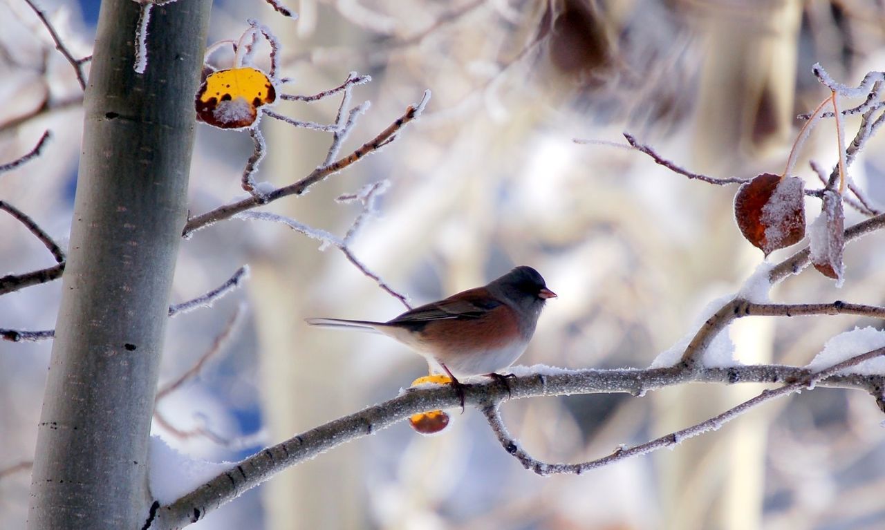 Bird perching on branch during winter