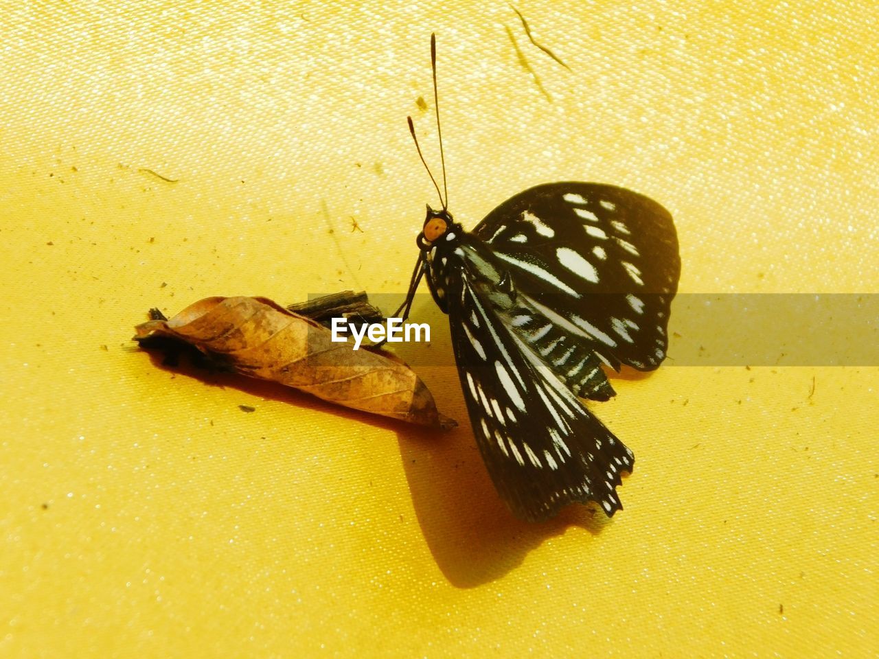 HIGH ANGLE VIEW OF BUTTERFLY ON YELLOW LEAF