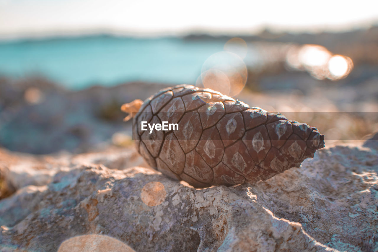 Close-up of pine cone on rock