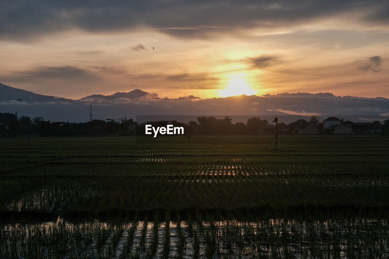 landscape, environment, sky, agriculture, rural scene, field, scenics - nature, land, morning, nature, crop, farm, beauty in nature, cloud, plant, mountain, horizon, sun, tranquility, sunrise, dawn, rice paddy, tranquil scene, rice, no people, food and drink, water, food, plain, cereal plant, twilight, reflection, sunlight, outdoors, mountain range, growth, social issues, freshness, idyllic, tree, fog, sunbeam, grass, rural area, dramatic sky, paddy field, travel, environmental conservation, non-urban scene, travel destinations