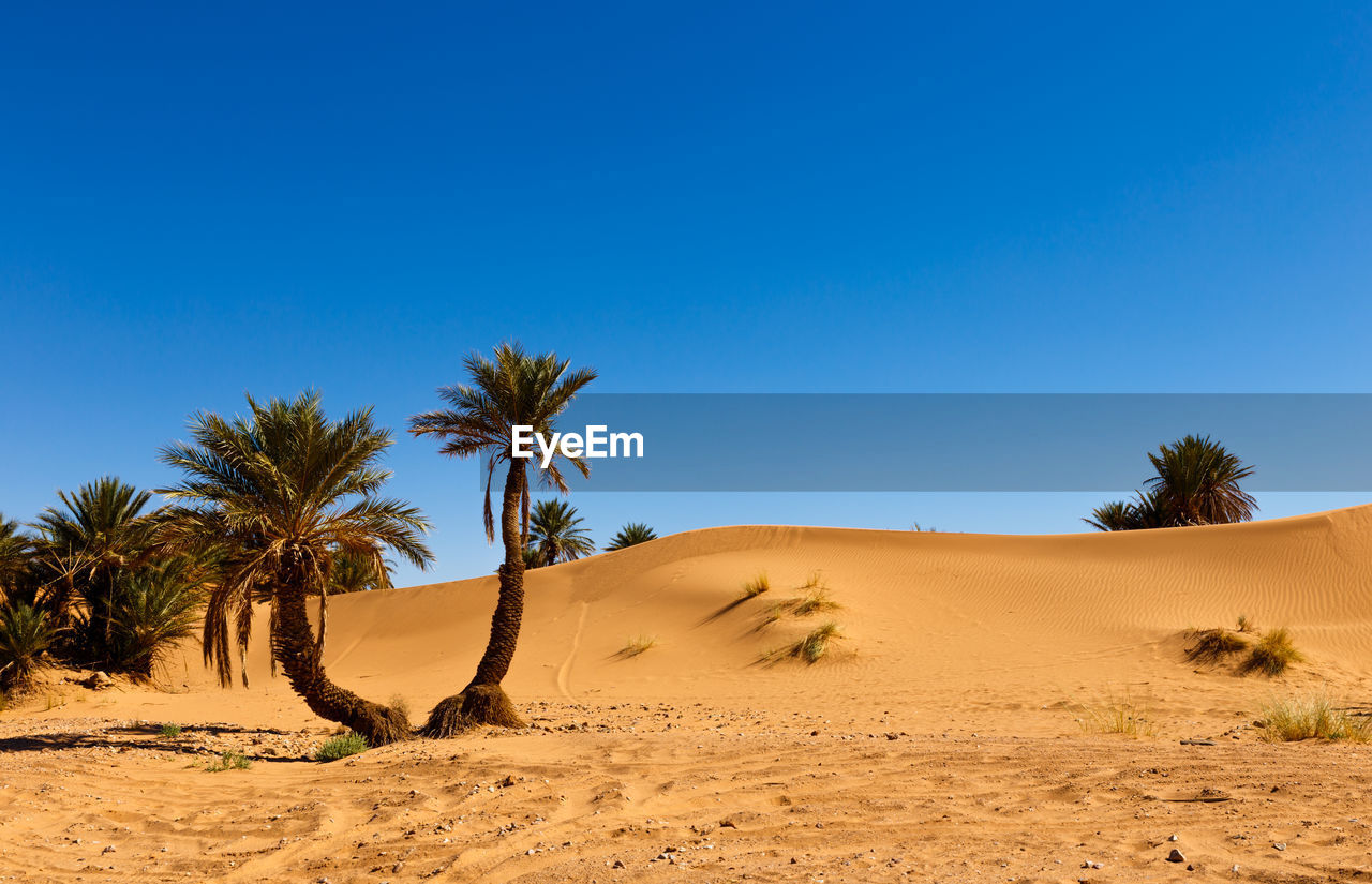 Palm in the desert oasis morocco sahara africa dune