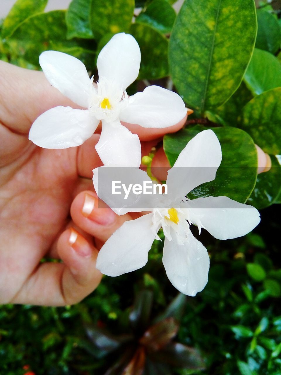 CLOSE-UP OF HAND HOLDING PLANT