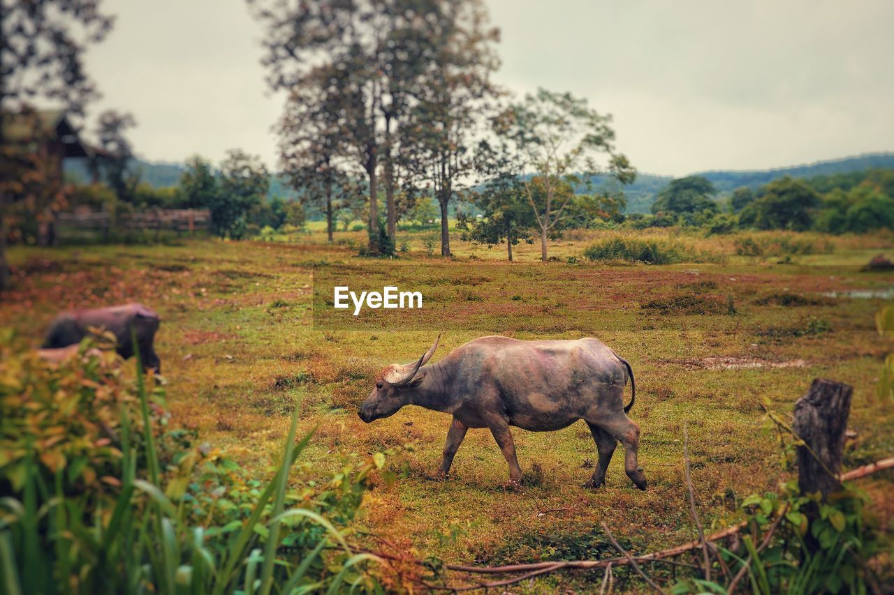 SHEEP IN THE FIELD