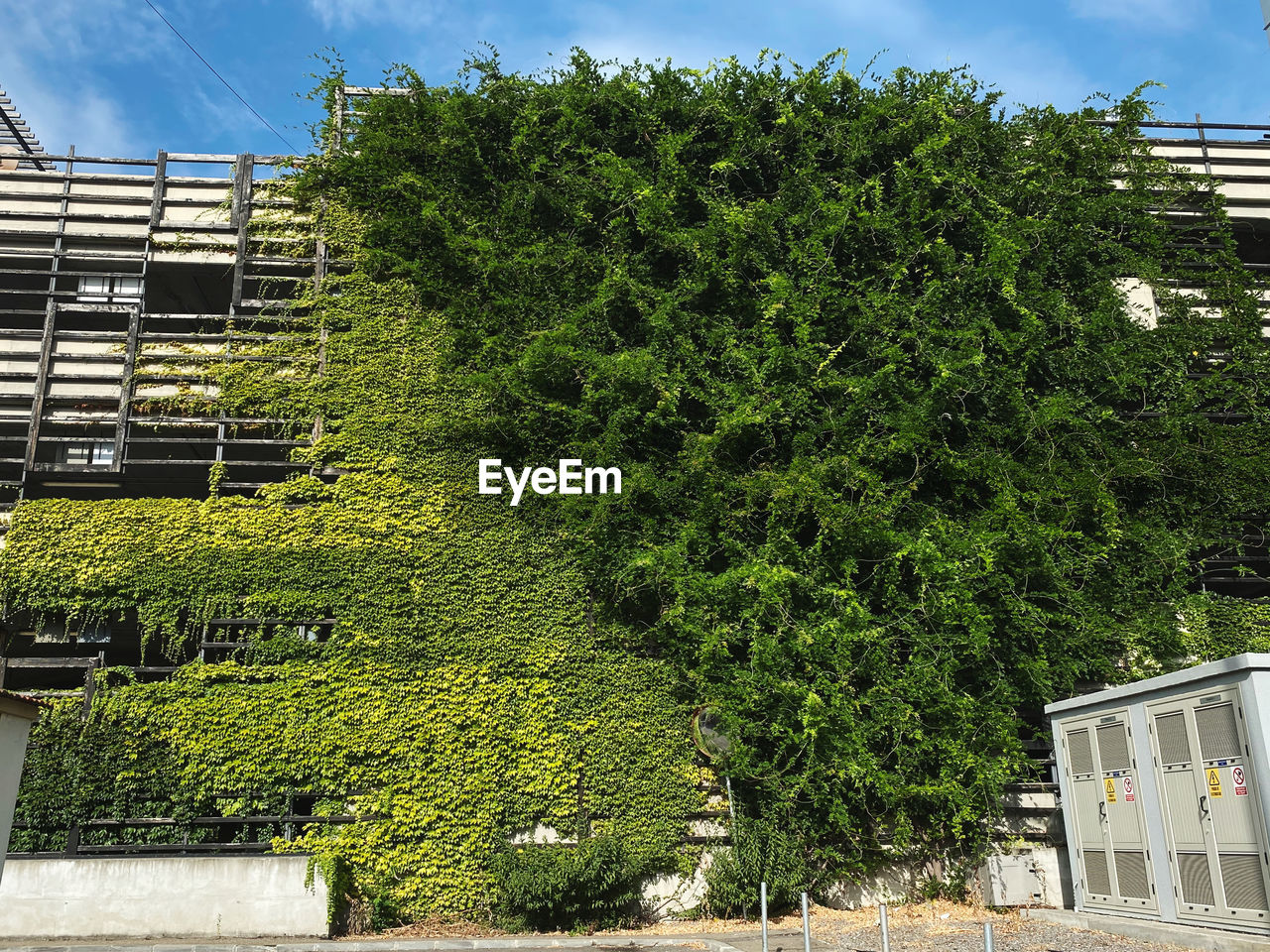 Trees and plants growing outside building