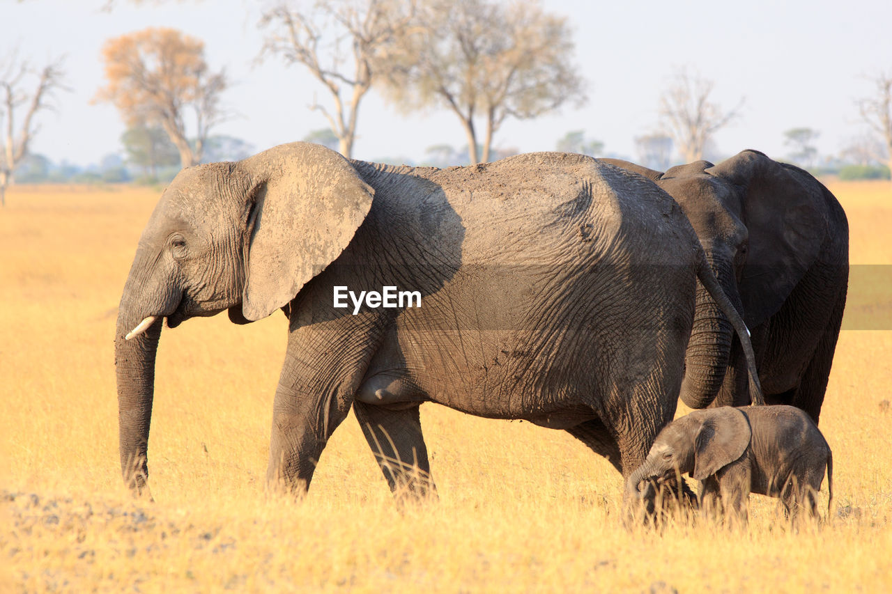 Elephant and calf on dry yellow savannah