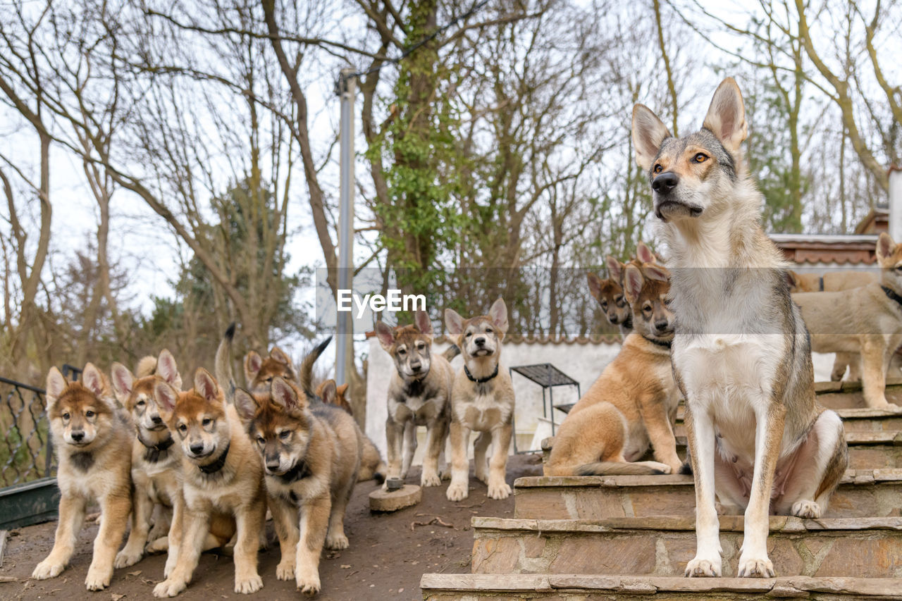 Herd of a dog in the forest