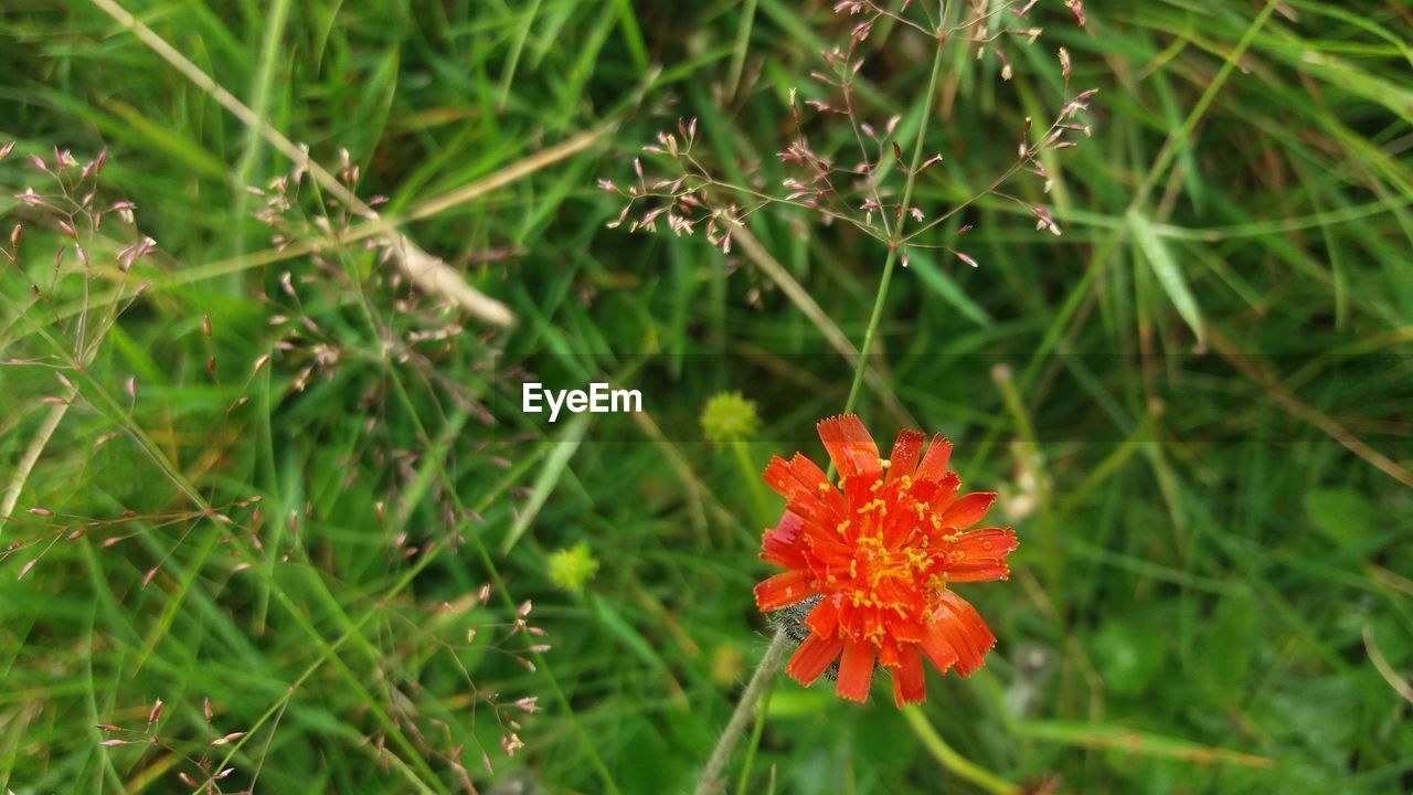 CLOSE-UP OF RED FLOWER AND PLANTS