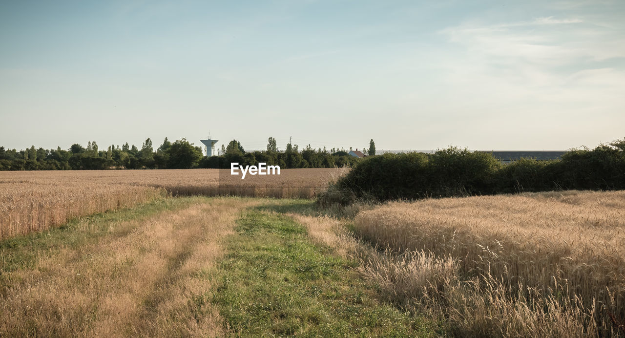 FIELD AGAINST SKY