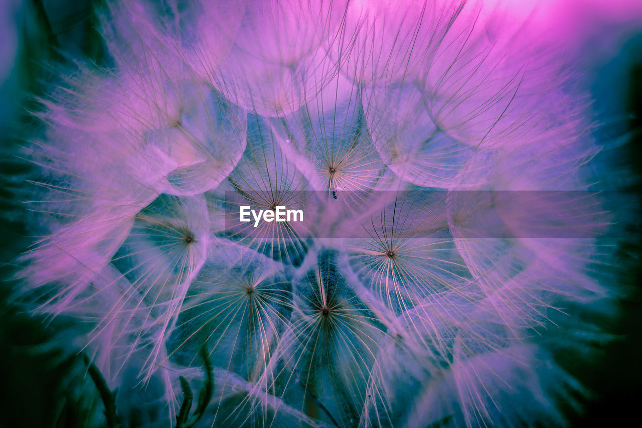 Close-up of dandelion on plant