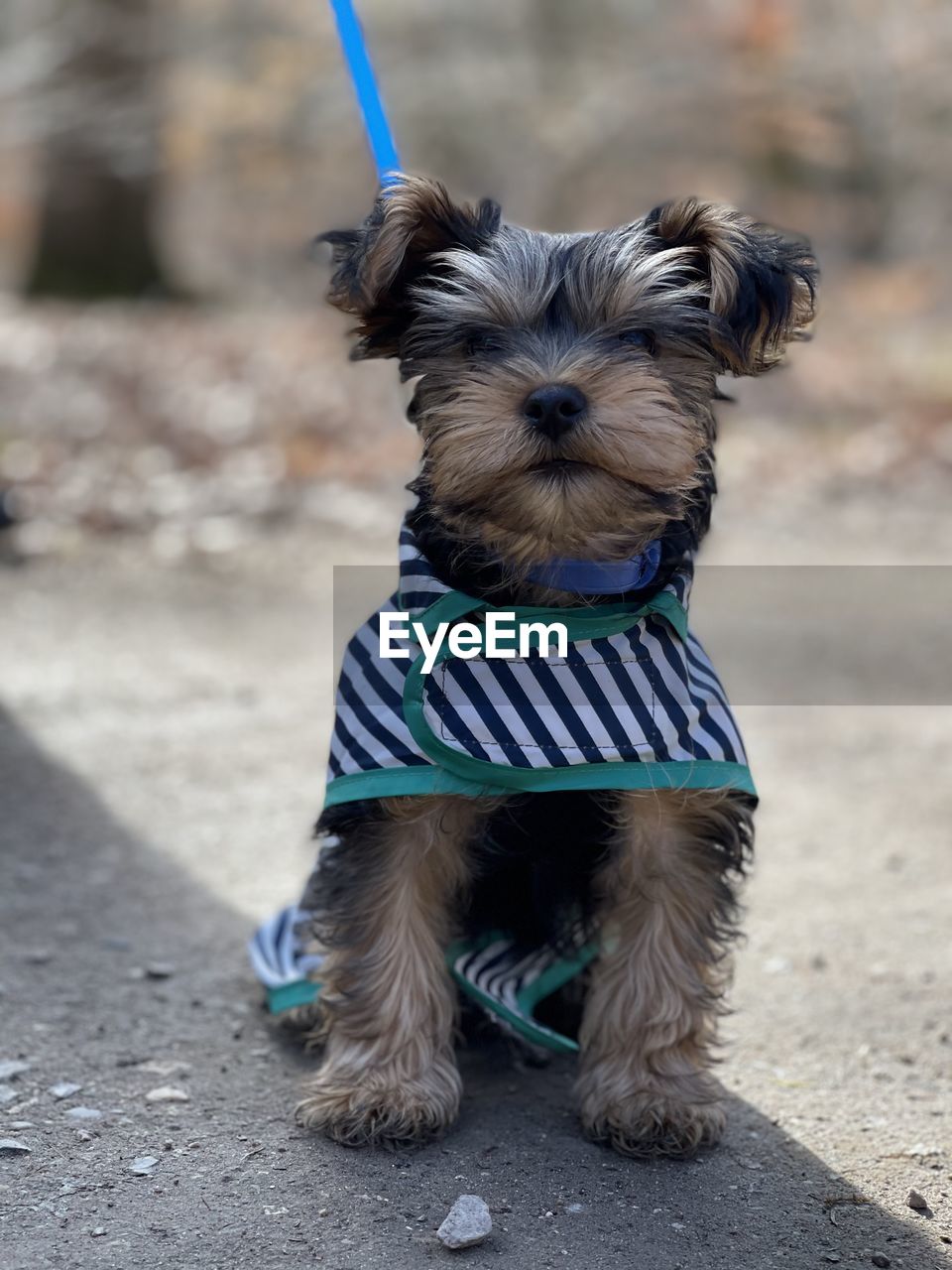 Portrait of a yorkshire terrier breed puppy