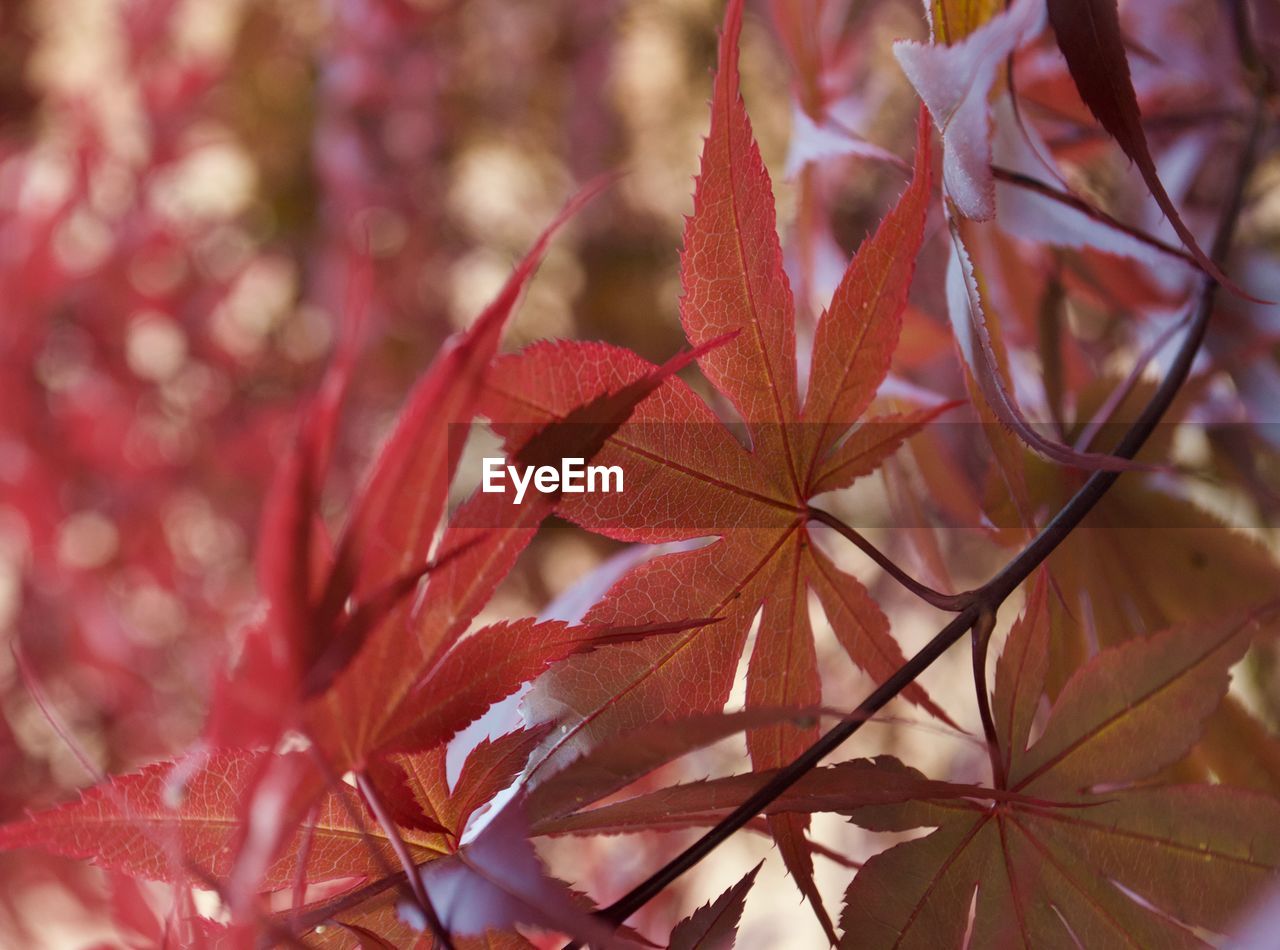 CLOSE-UP OF RED MAPLE LEAVES ON TREE