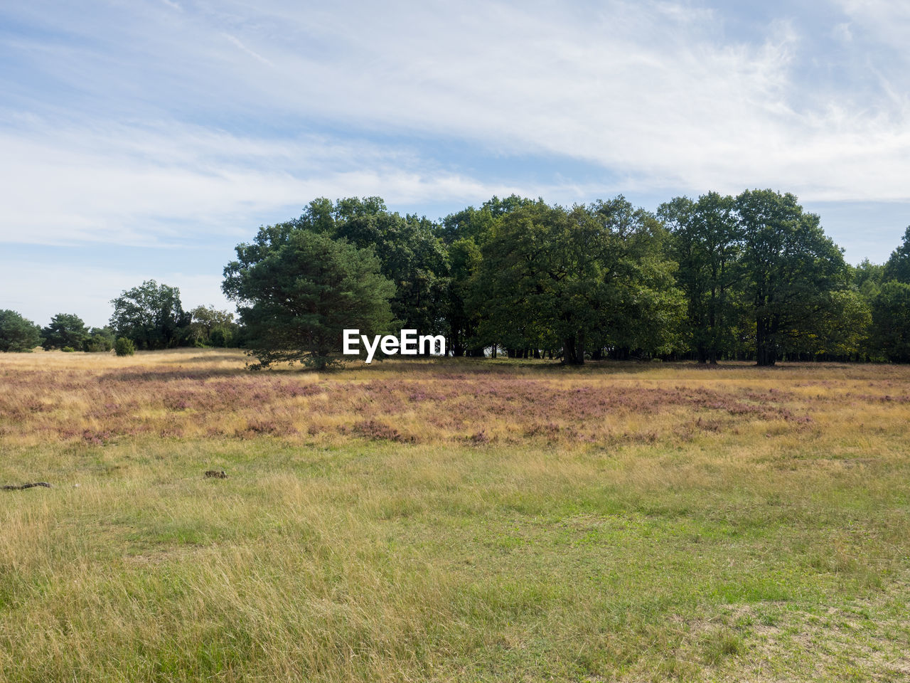 TREES GROWING IN FIELD AGAINST SKY