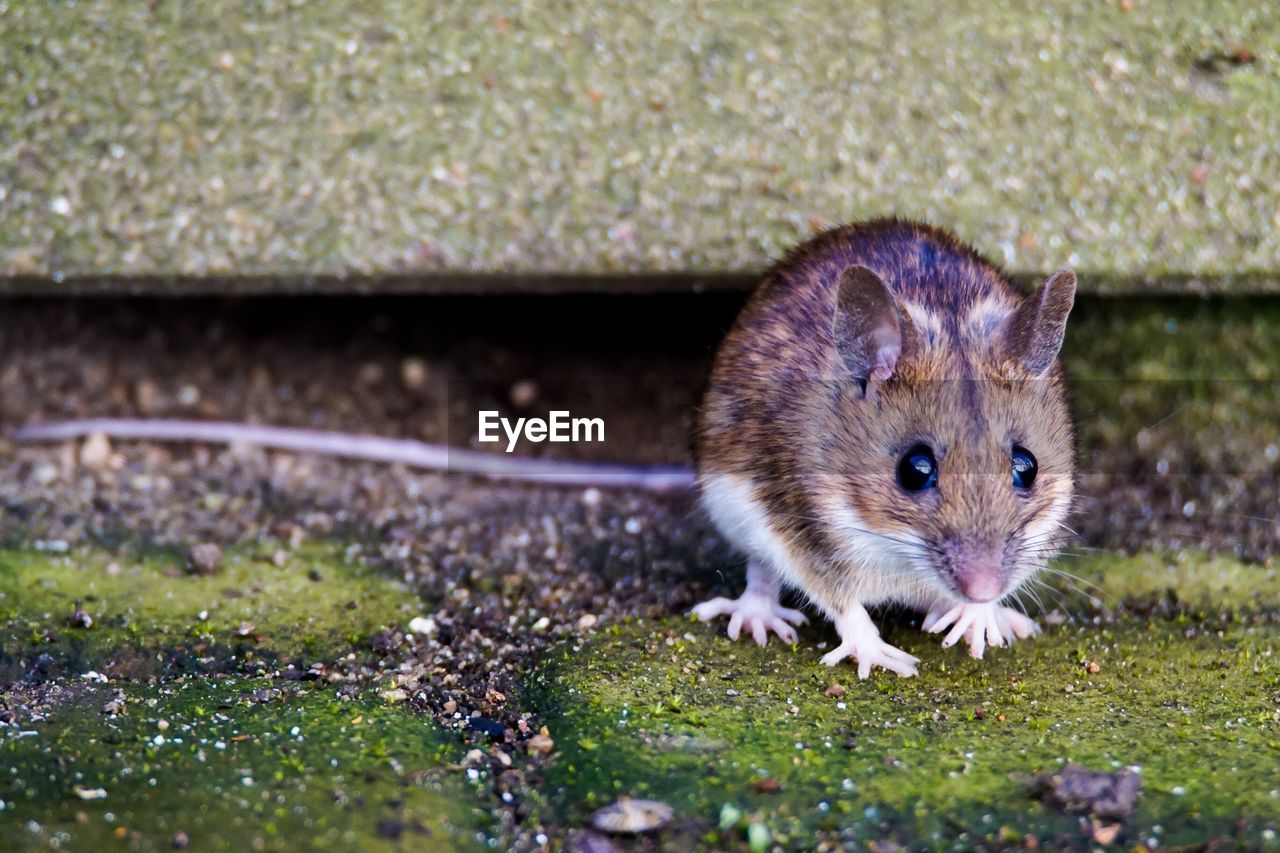 Close-up portrait of rat on field