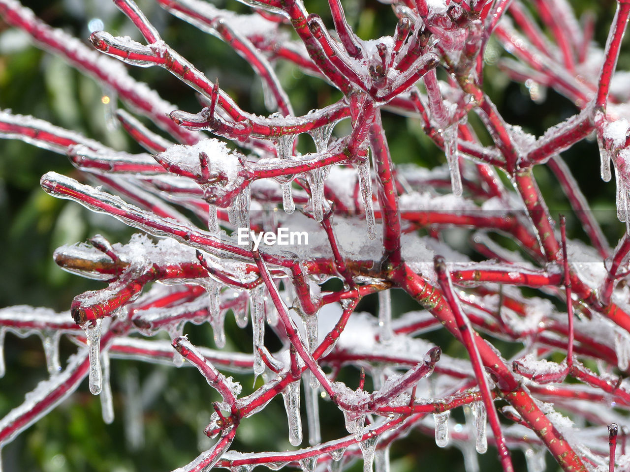 Close-up of frozen plant with icicles all over
