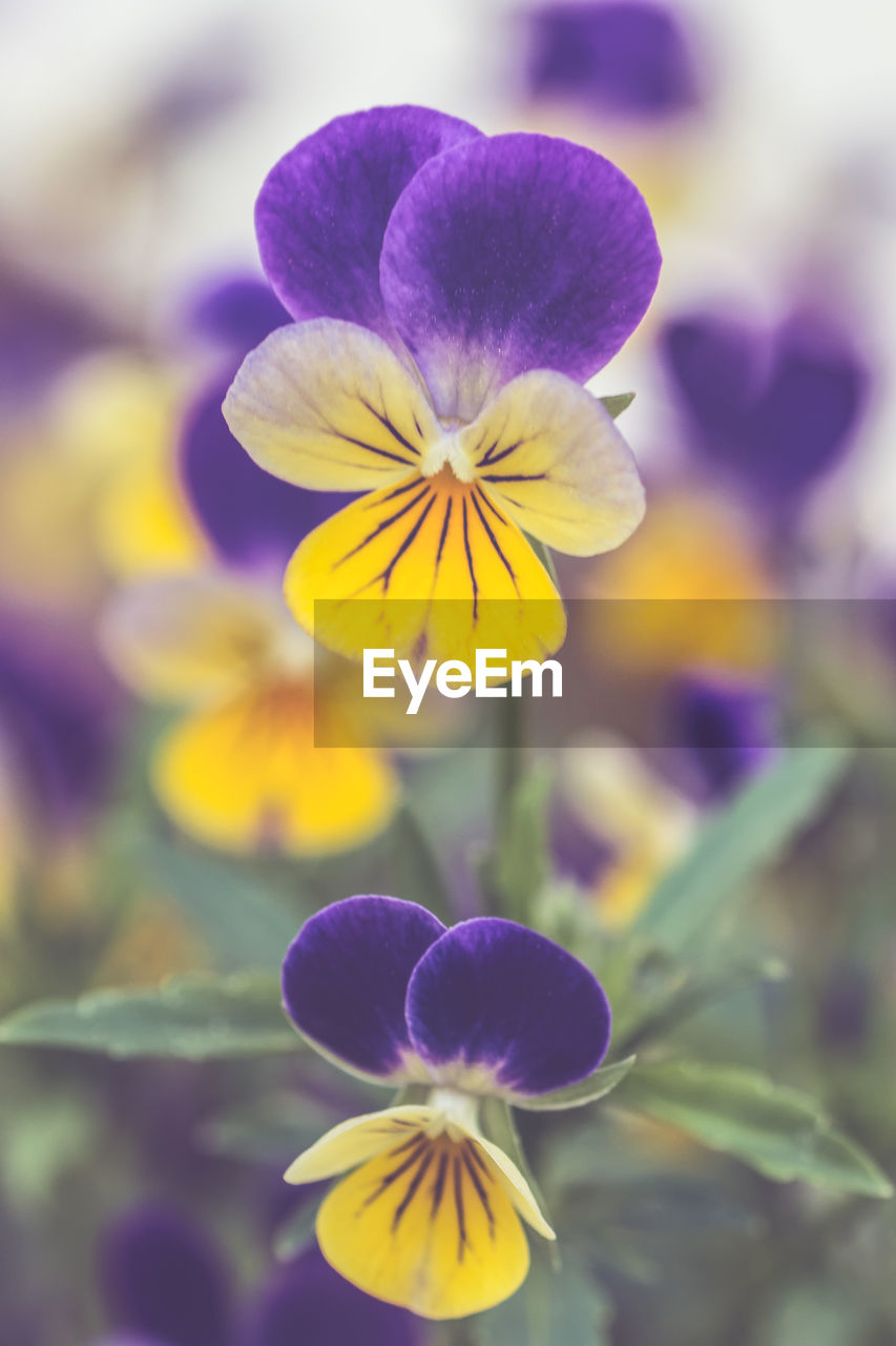 Close-up of purple and yellow flowers blooming outdoors