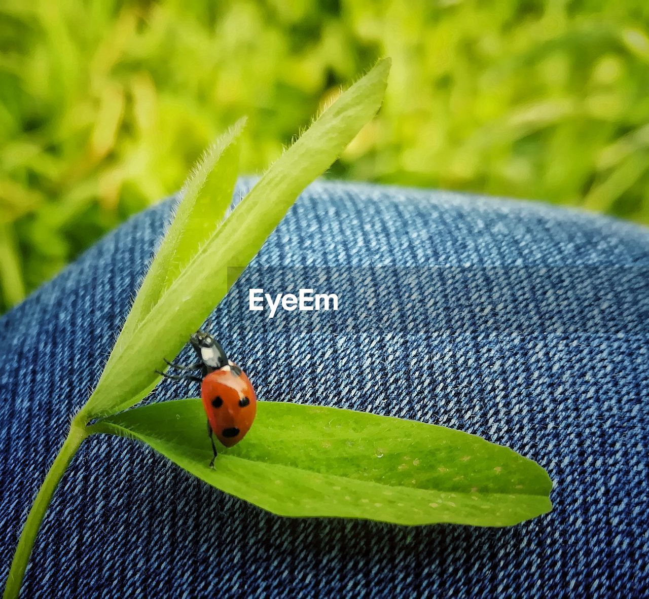 LADYBUG ON LEAF