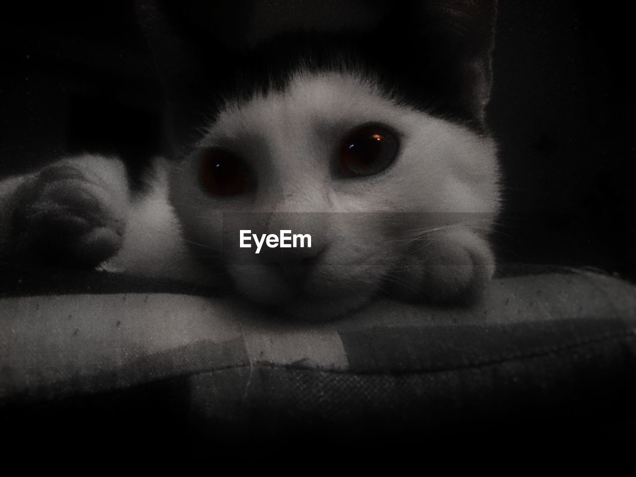 CLOSE-UP PORTRAIT OF CAT IN BLACK BACKGROUND